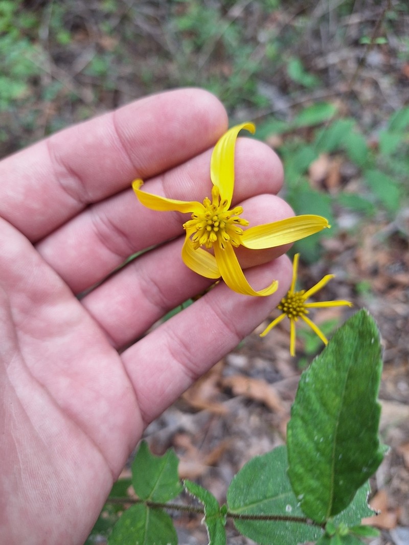 Coastal Plain Crownbeard photo 8