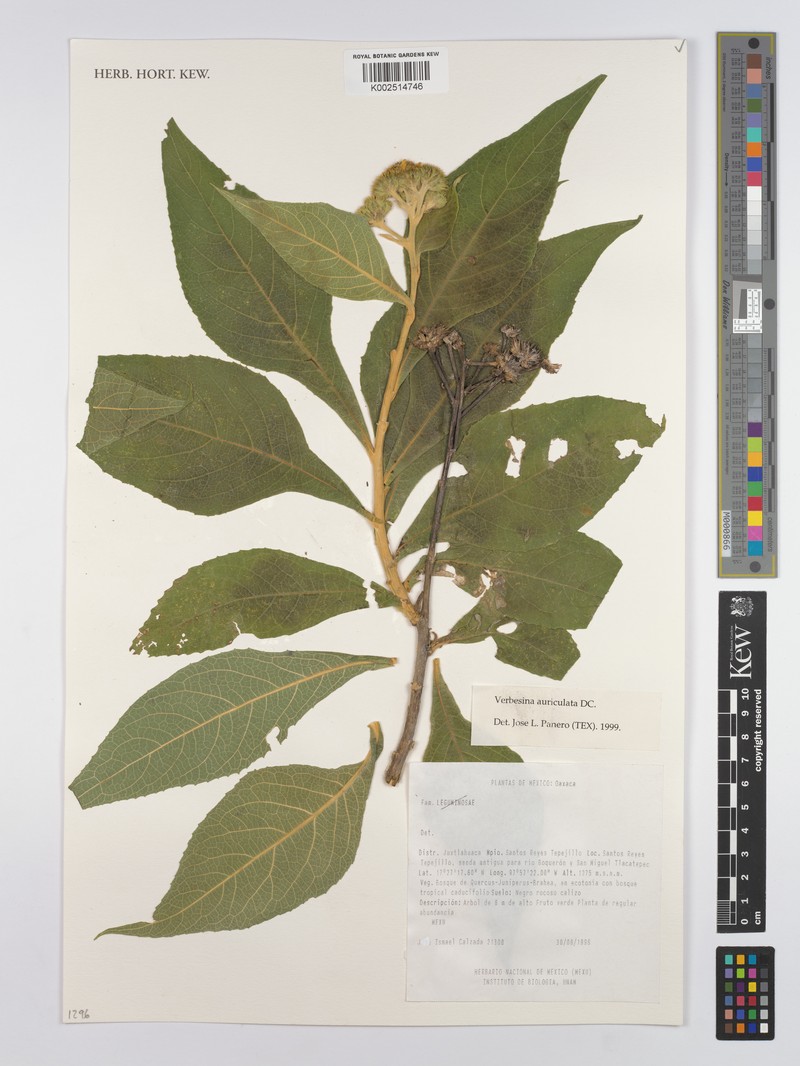 Verbesina auriculata