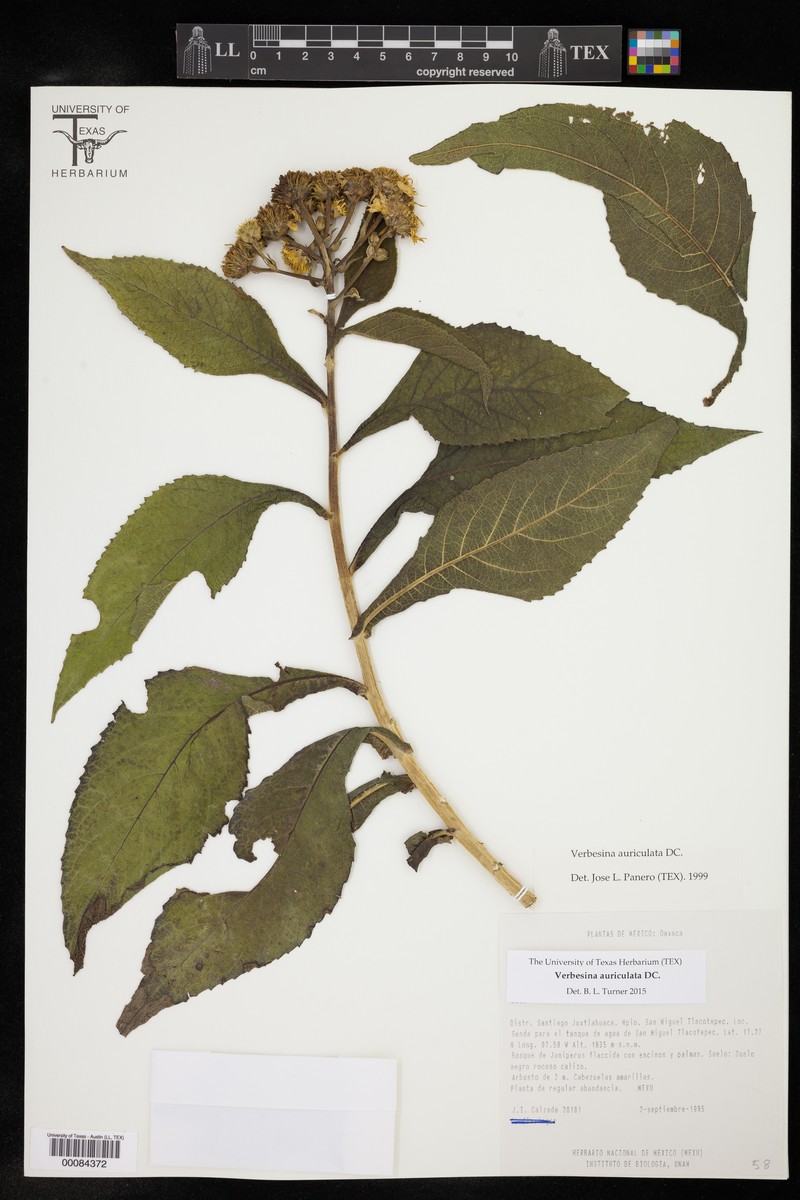 Verbesina auriculata photo 2