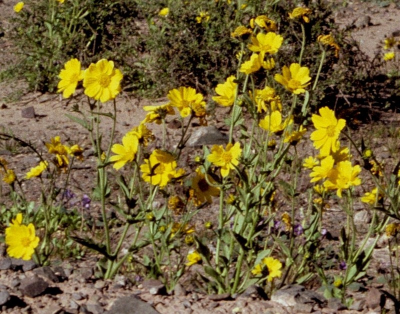 Verbesina aurita