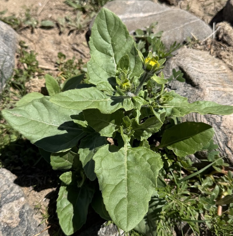 Verbesina aurita photo 2