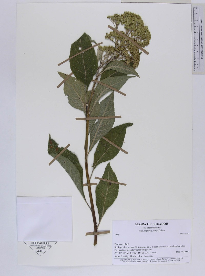 Verbesina ayabacensis