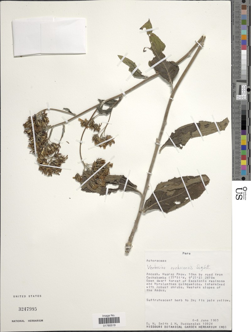 Verbesina ayabacensis photo 2