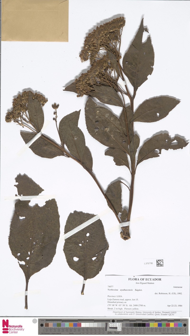 Verbesina ayabacensis photo 3