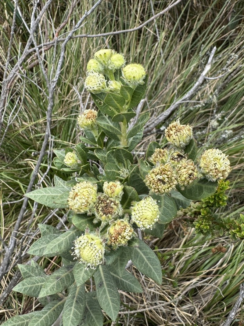 Verbesina baccharidea