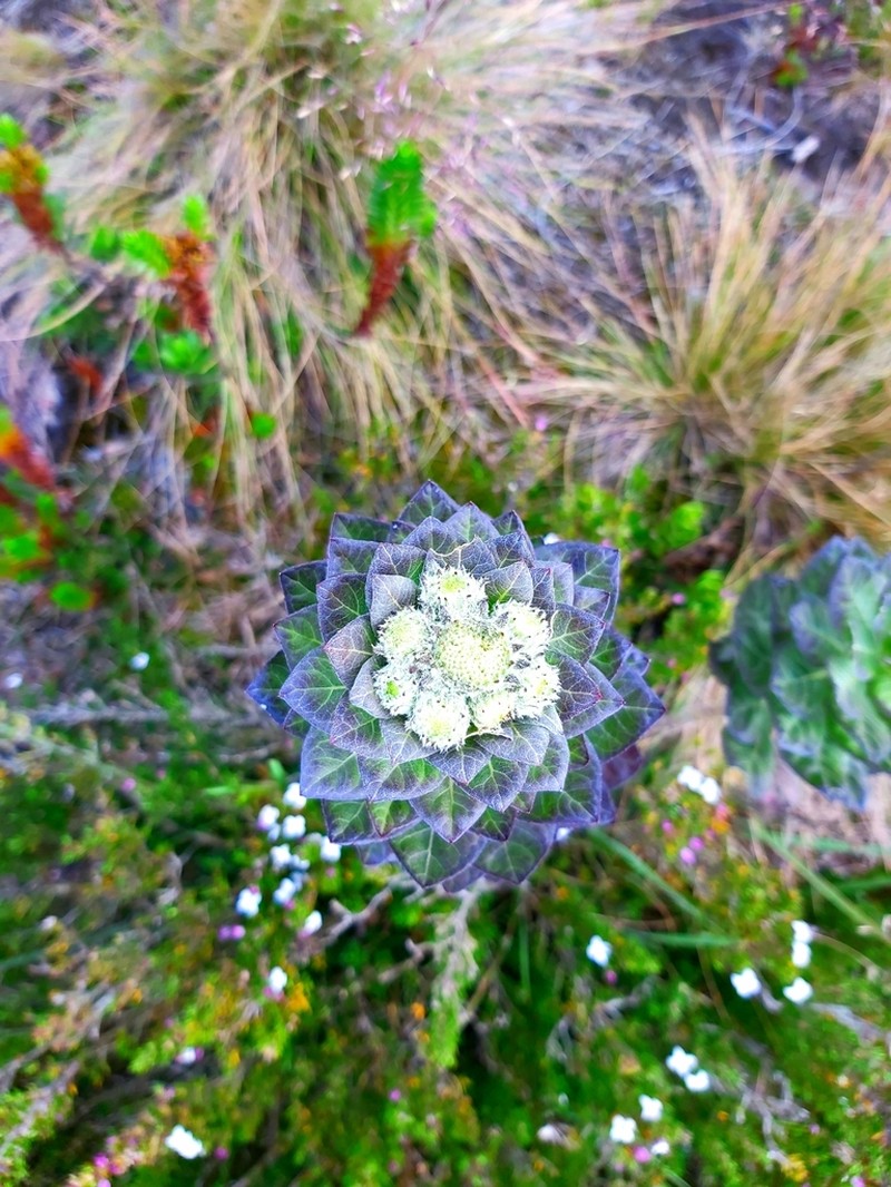 Verbesina baccharidea photo 2