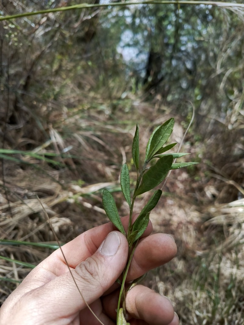 Verbesina baccharidea photo 4