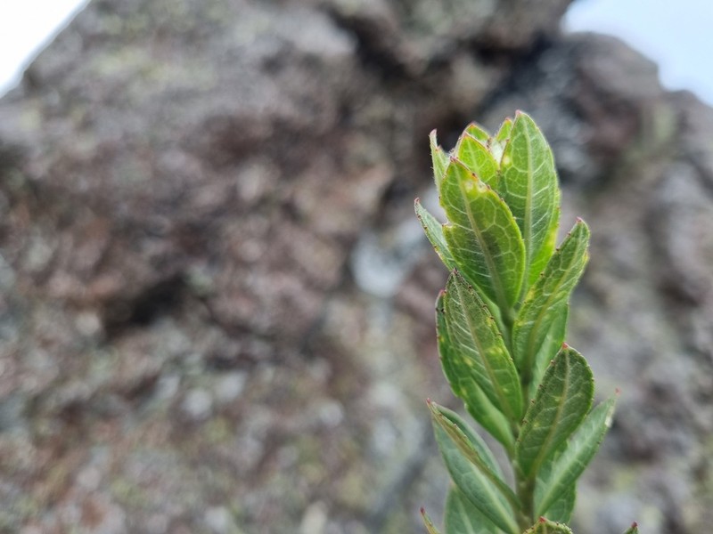 Verbesina baccharidea photo 5