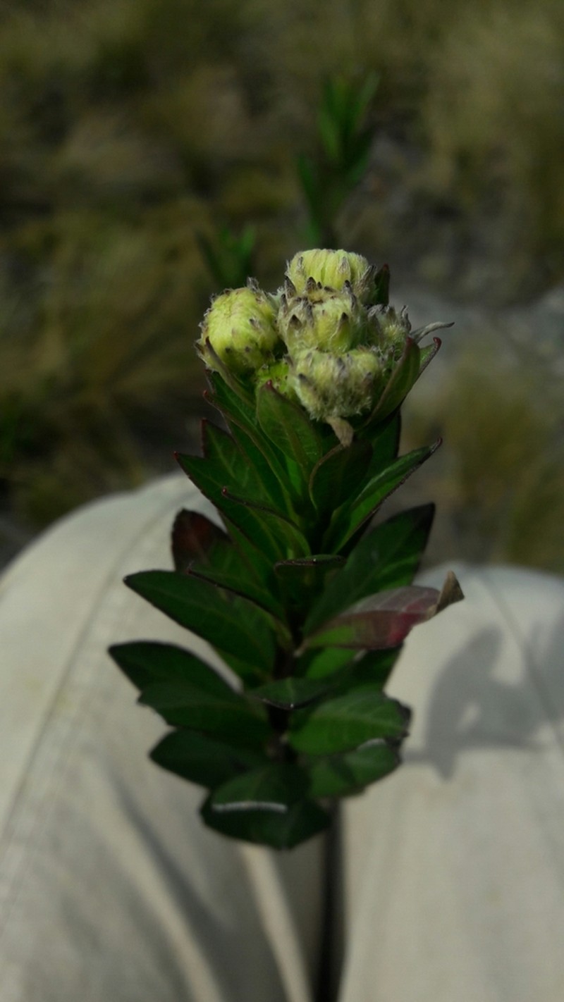 Verbesina baccharidea photo 6