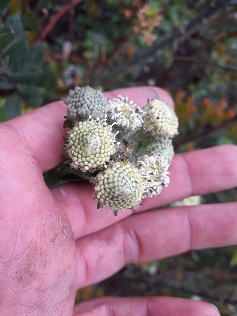 Verbesina baccharidea photo 7