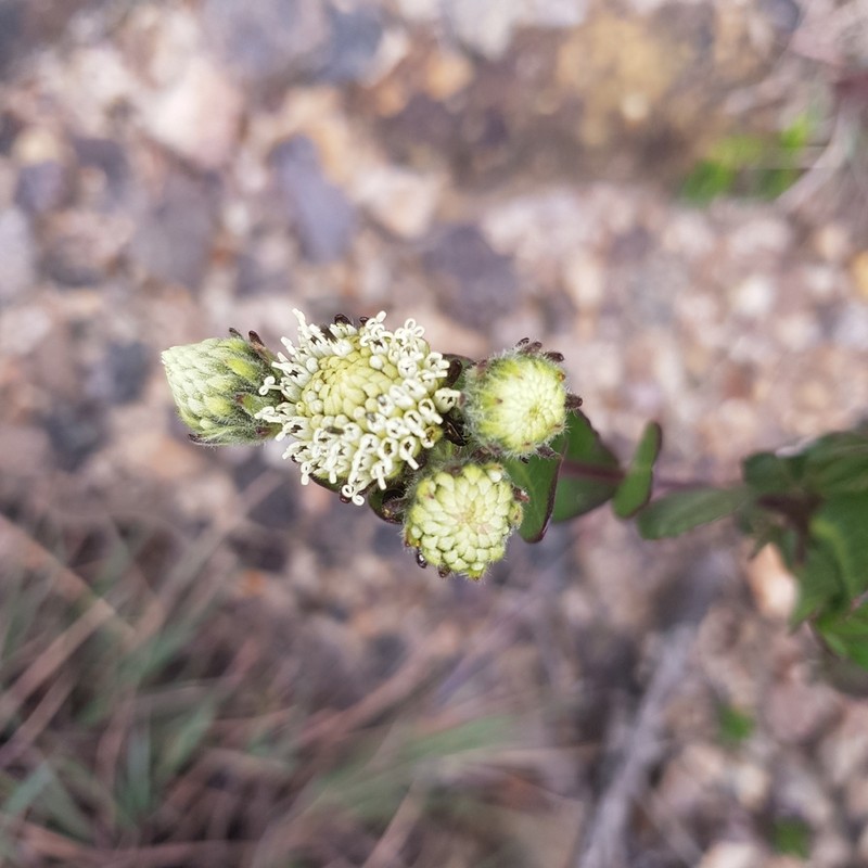 Verbesina baccharidea photo 8
