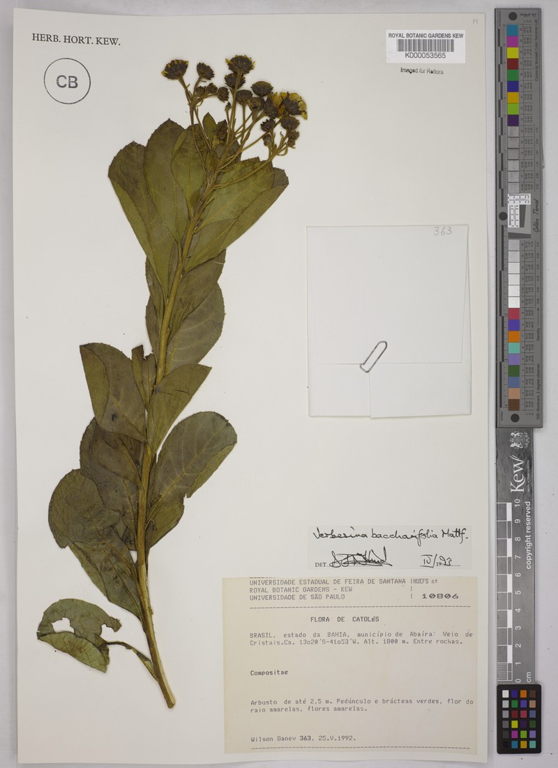 Verbesina baccharifolia