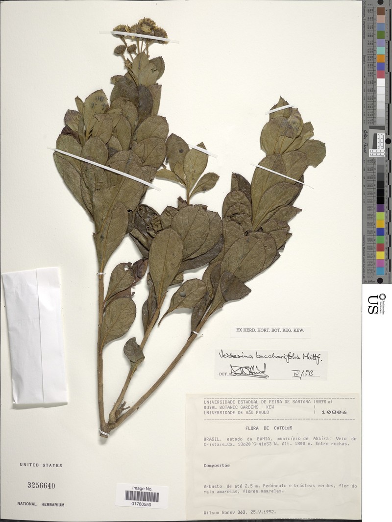Verbesina baccharifolia photo 2