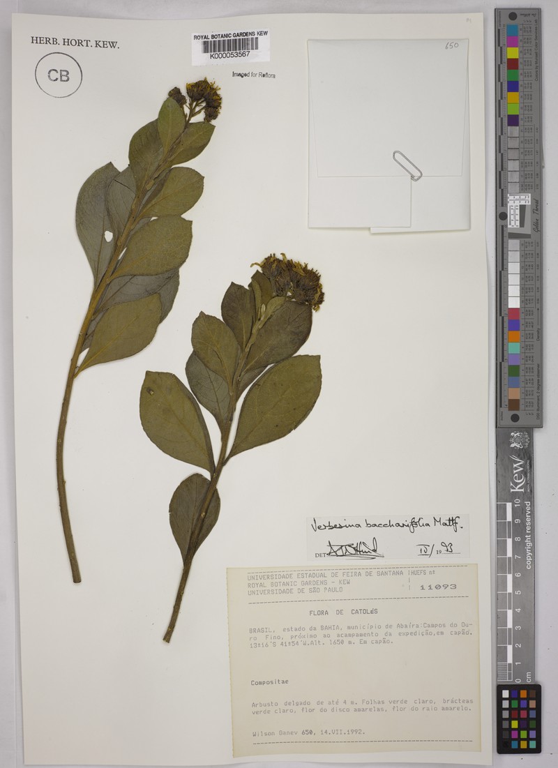 Verbesina baccharifolia photo 3