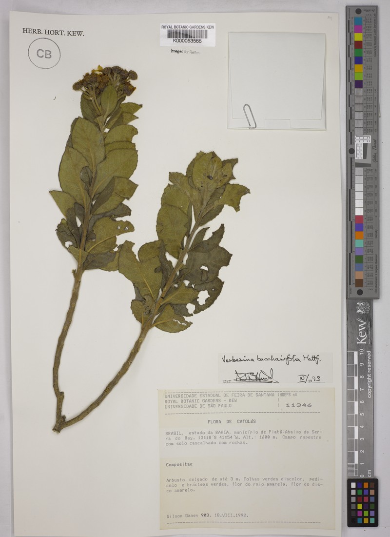 Verbesina baccharifolia photo 4