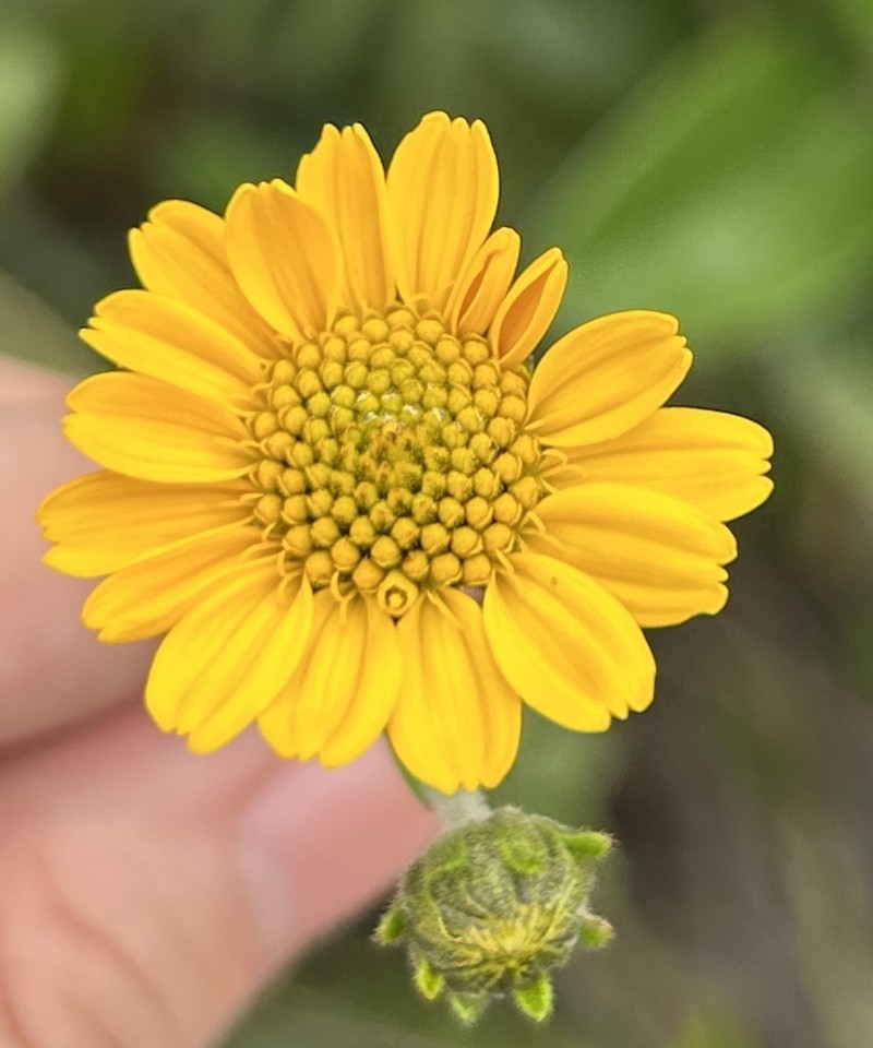 Verbesina barclayae