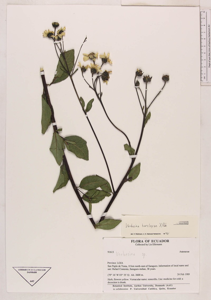Verbesina barclayae photo 2