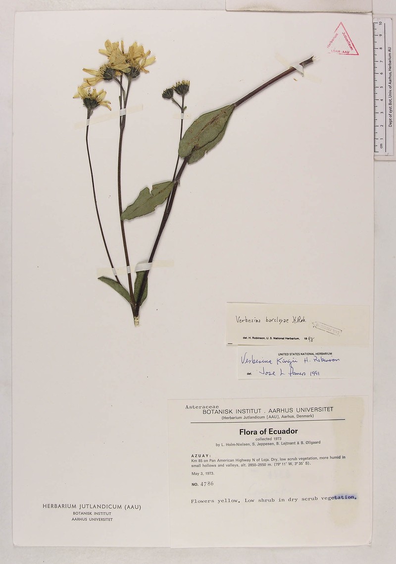 Verbesina barclayae photo 3
