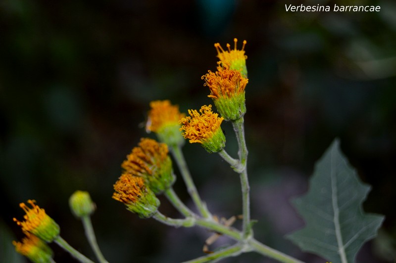 Verbesina barrancae