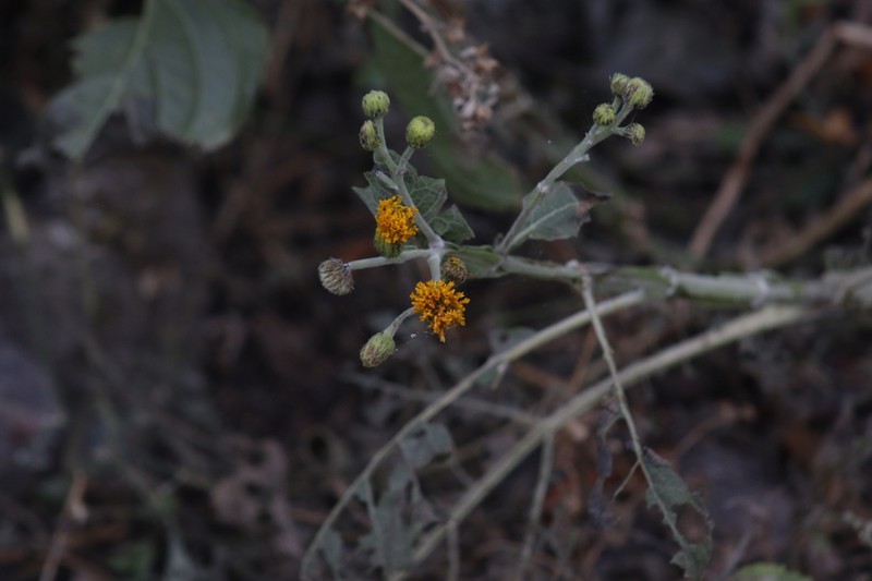 Verbesina barrancae photo 4