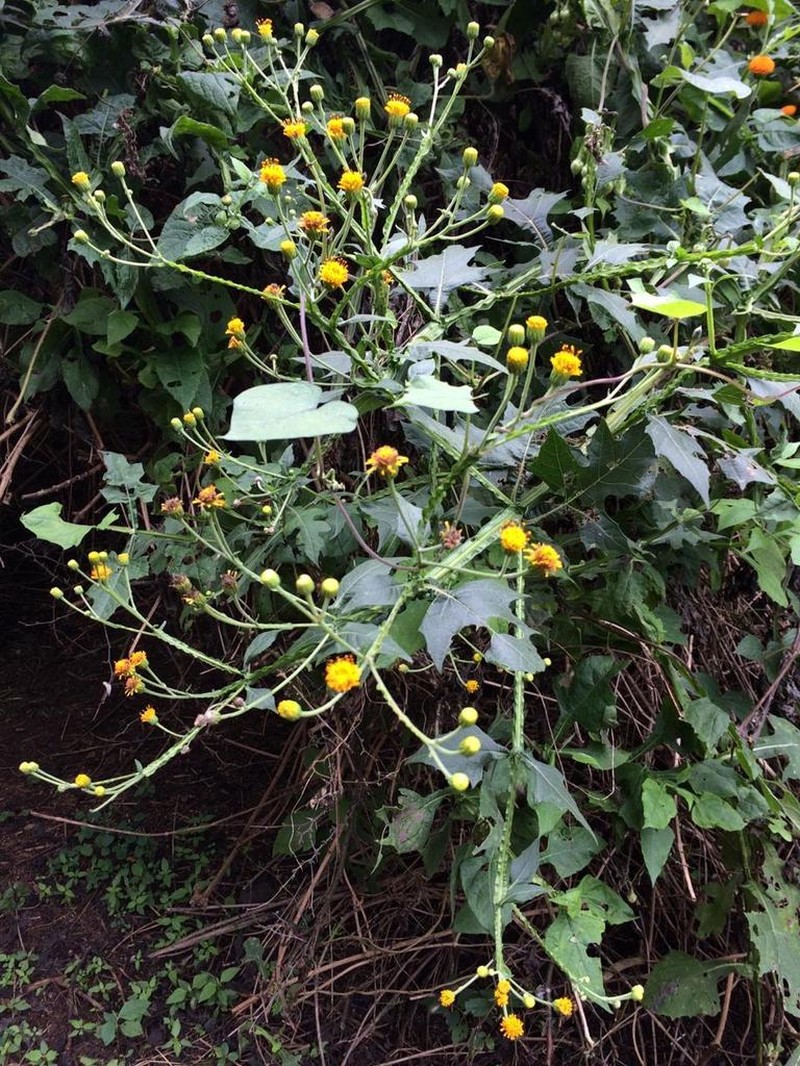 Verbesina barrancae photo 5