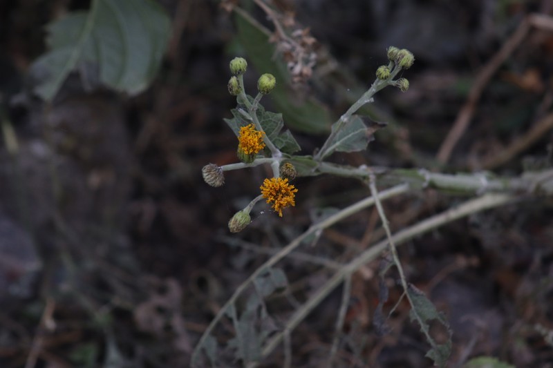 Verbesina barrancae photo 7