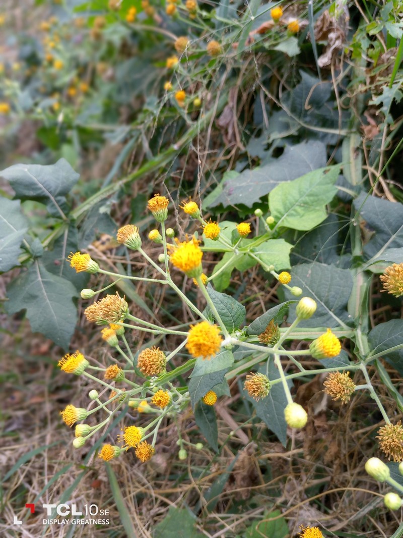 Verbesina barrancae photo 8