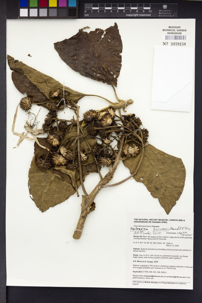 Verbesina baruensis