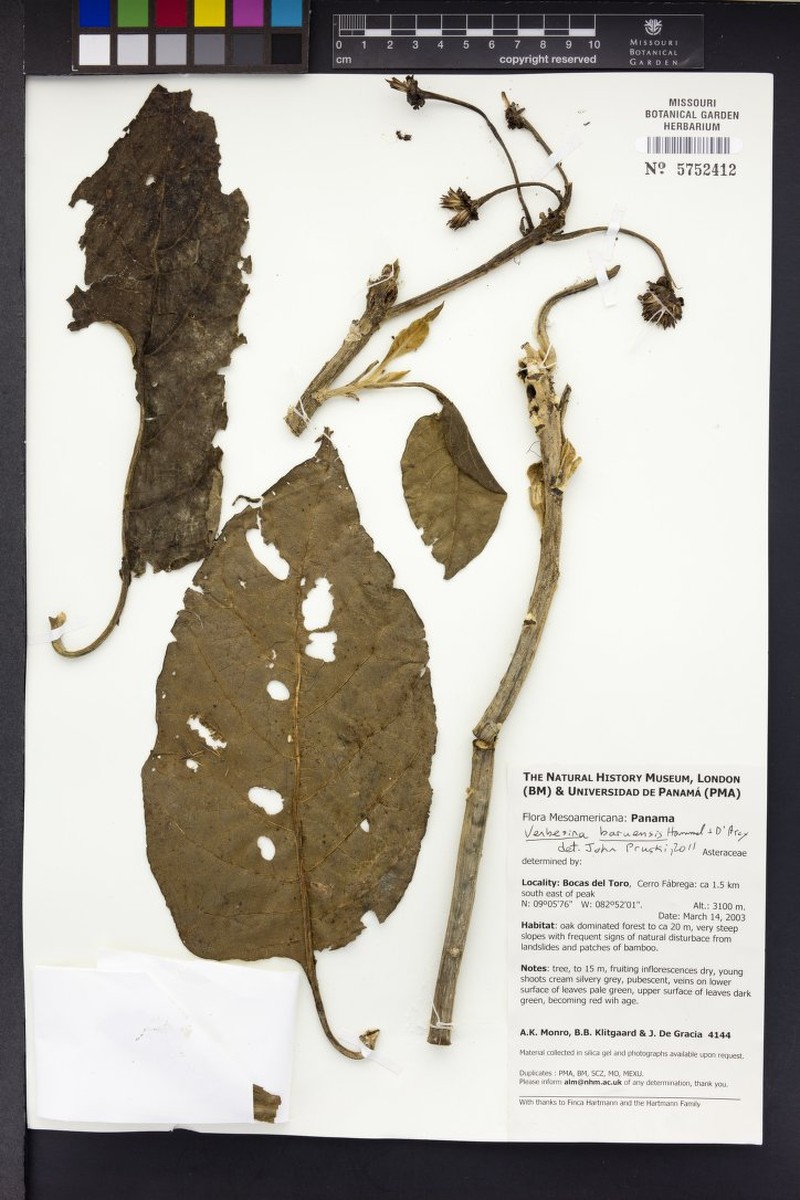 Verbesina baruensis photo 2