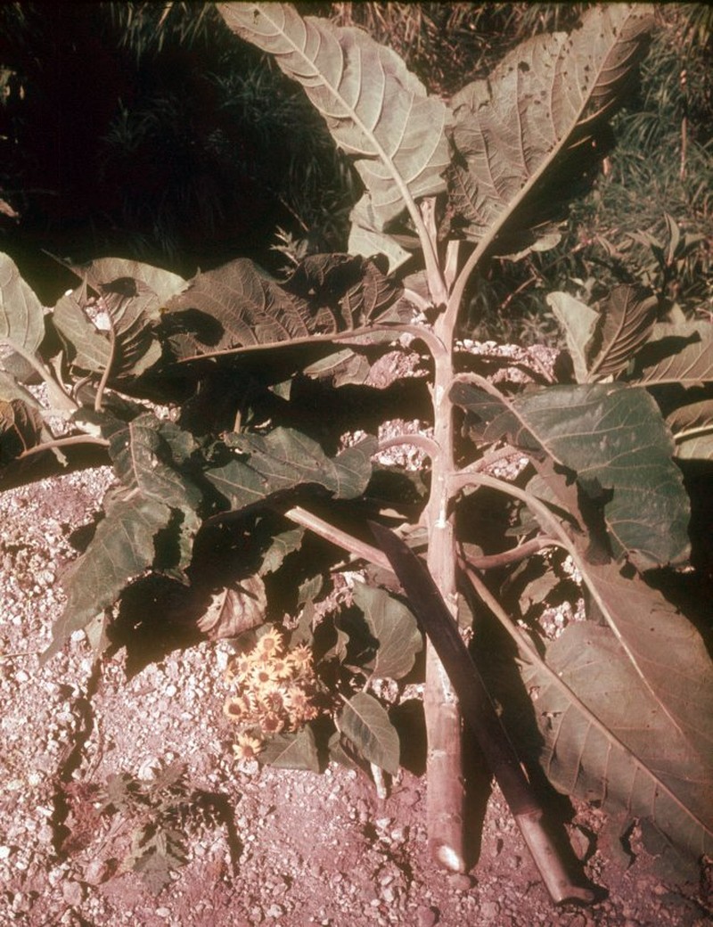 Verbesina baruensis photo 3