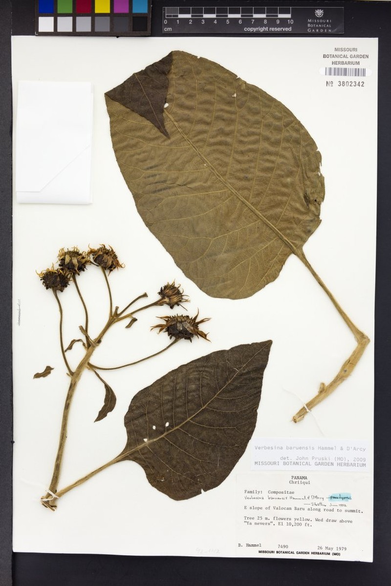 Verbesina baruensis photo 4