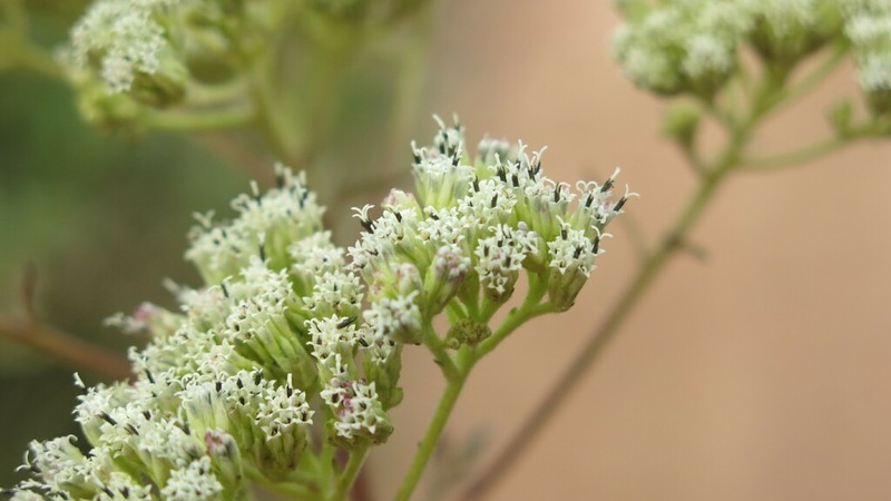 Verbesina bipinnatifida