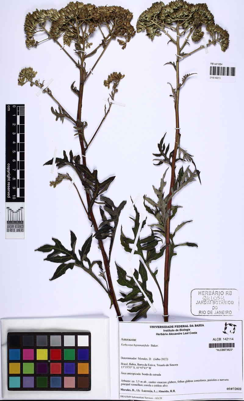 Verbesina bipinnatifida photo 2