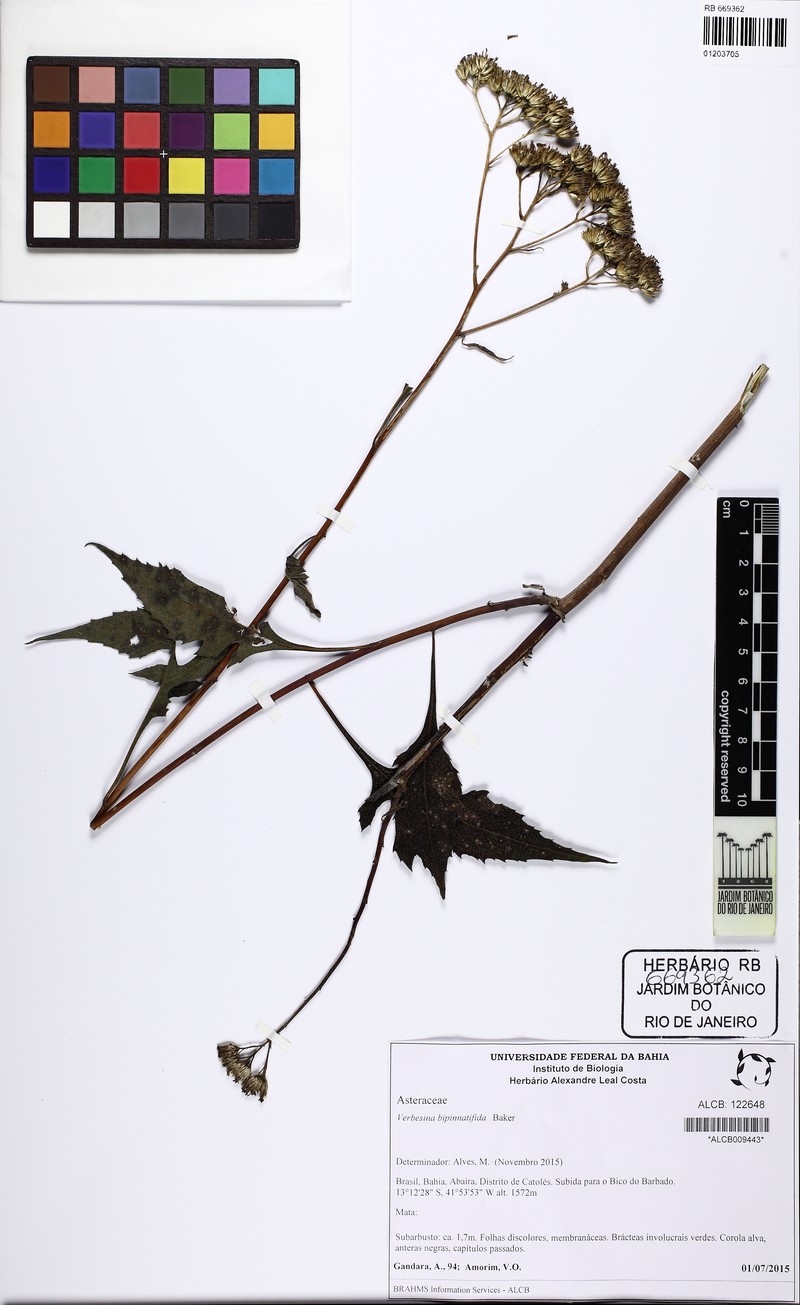 Verbesina bipinnatifida photo 3