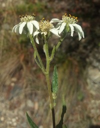 Verbesina boliviana
