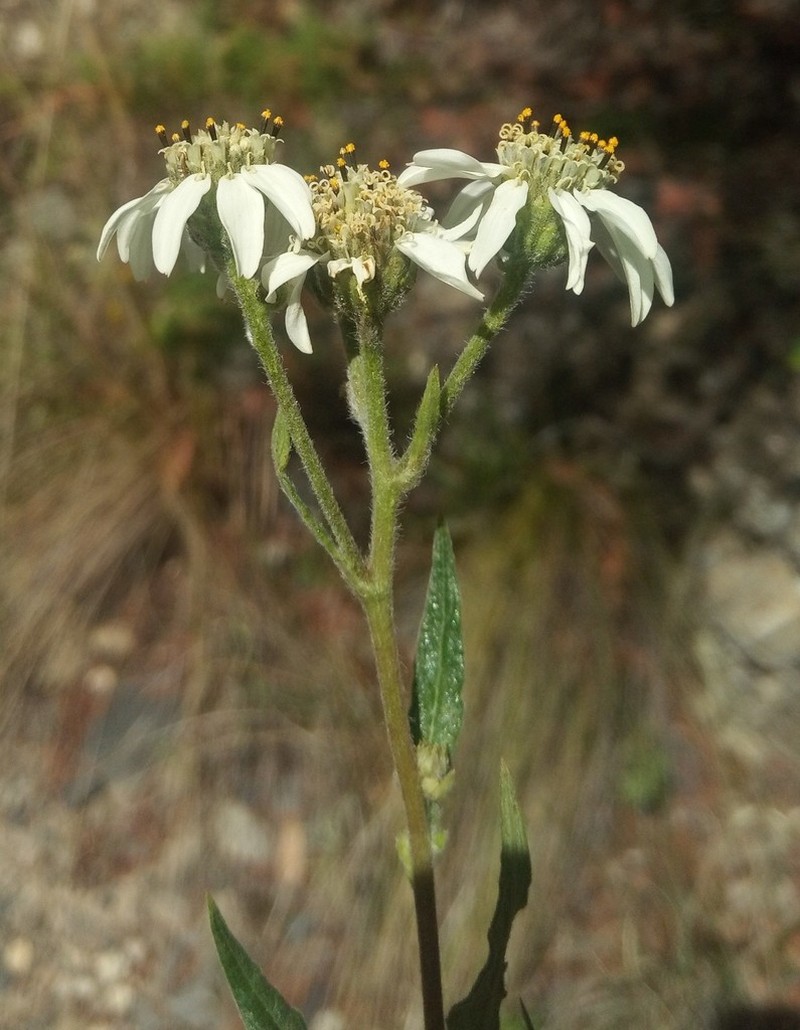 Verbesina boliviana