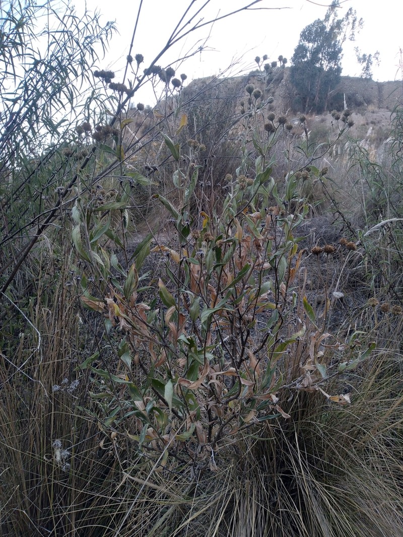 Verbesina boliviana photo 3