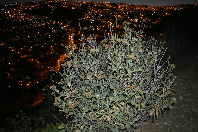 Verbesina boliviana photo 7