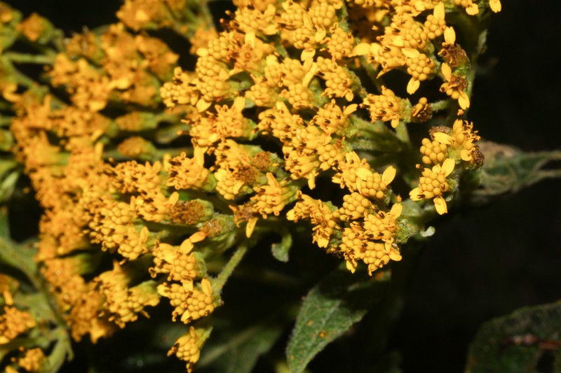 Verbesina brachypoda