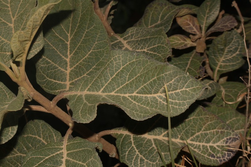 Verbesina brunnea