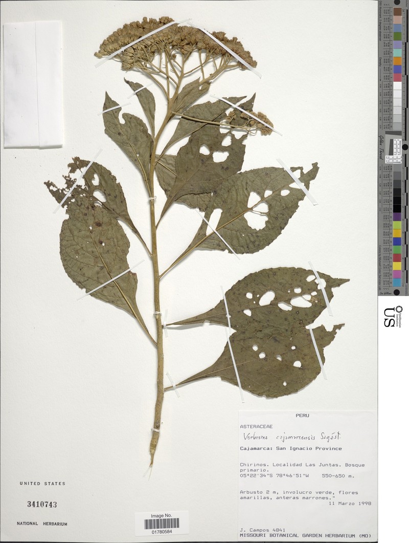 Verbesina cajamarcensis photo 3