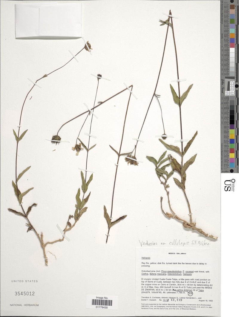 Verbesina callilepis