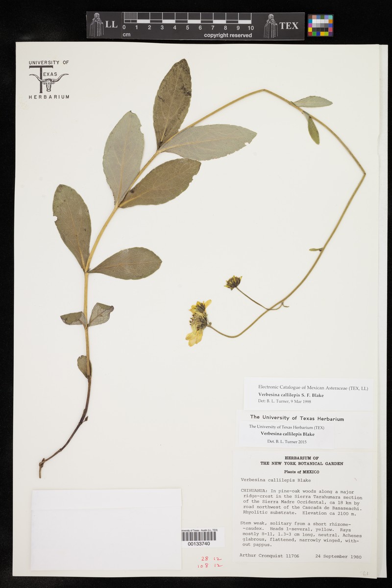 Verbesina callilepis photo 2