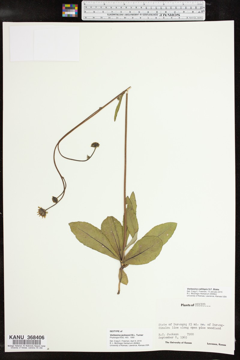 Verbesina callilepis photo 3