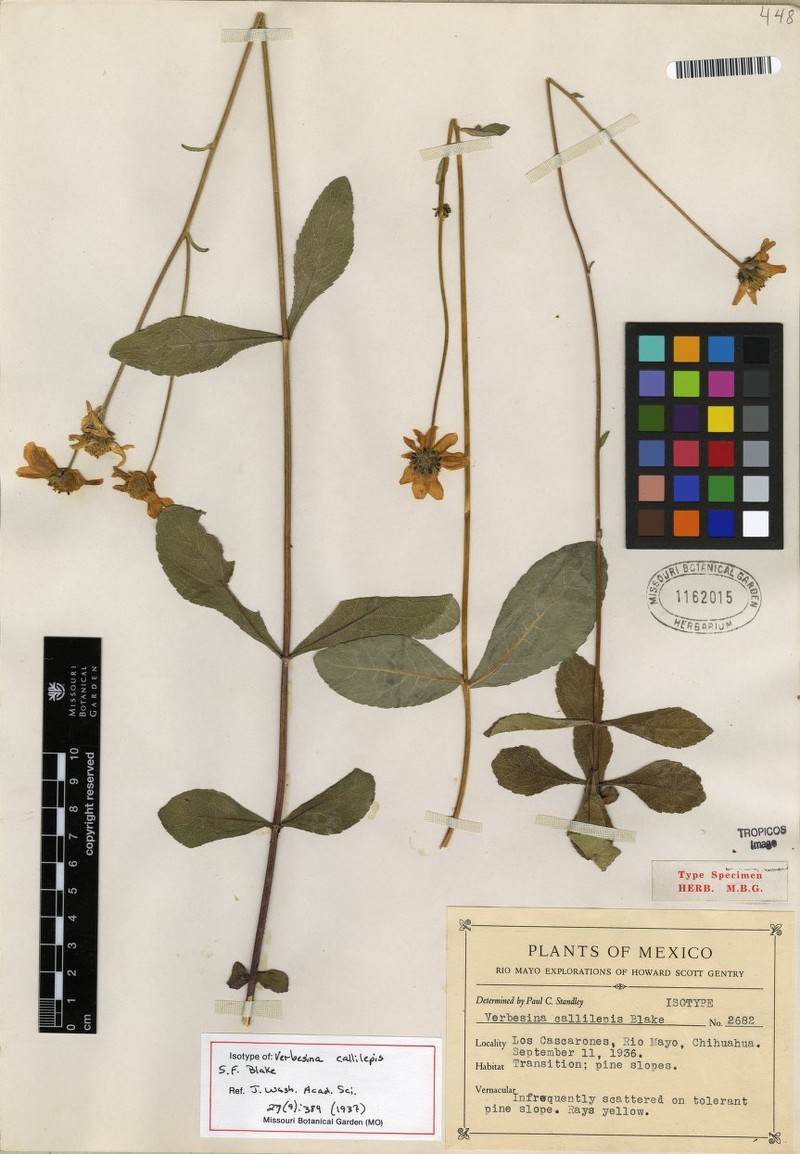 Verbesina callilepis photo 4