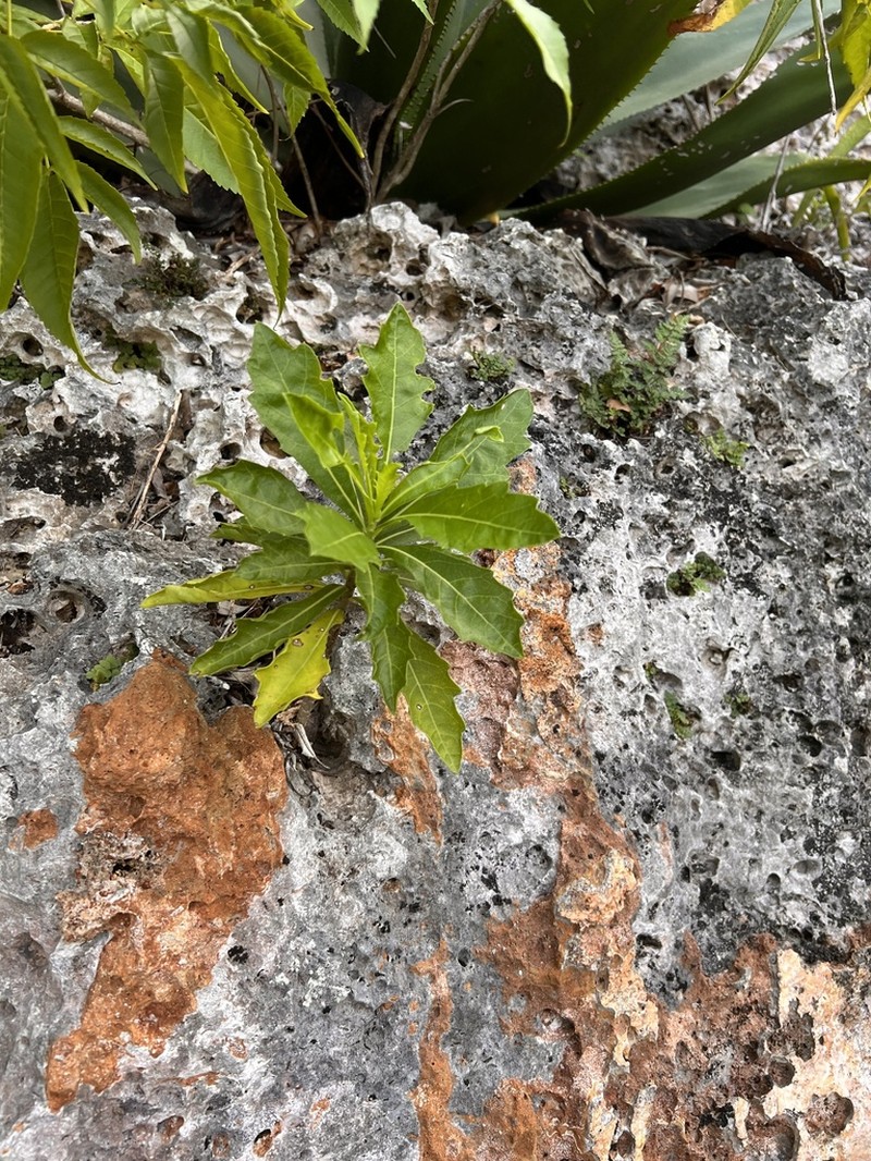 Verbesina caymanensis photo 2