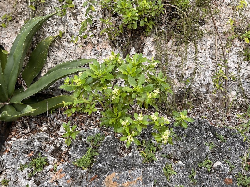 Verbesina caymanensis photo 4