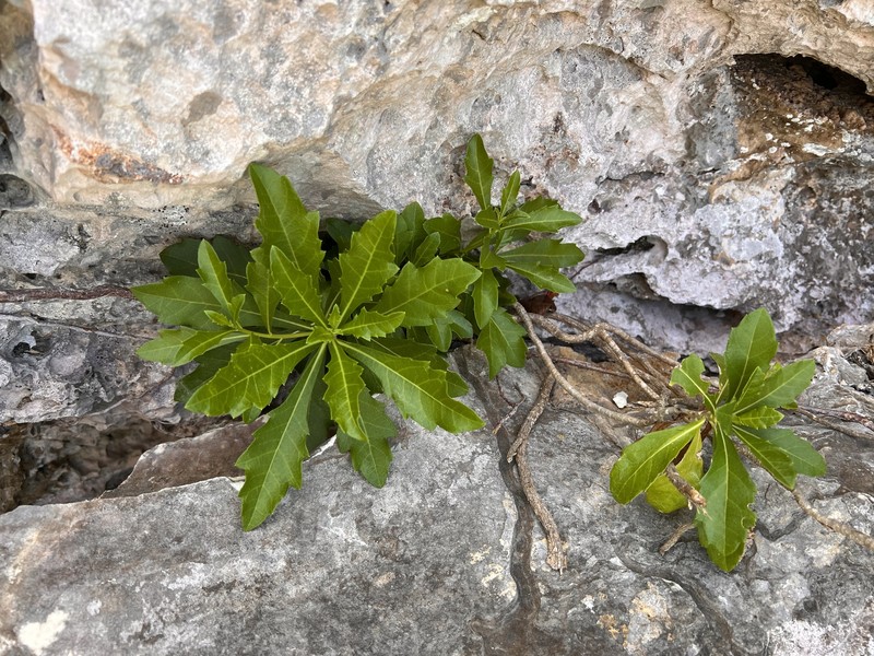 Verbesina caymanensis photo 5