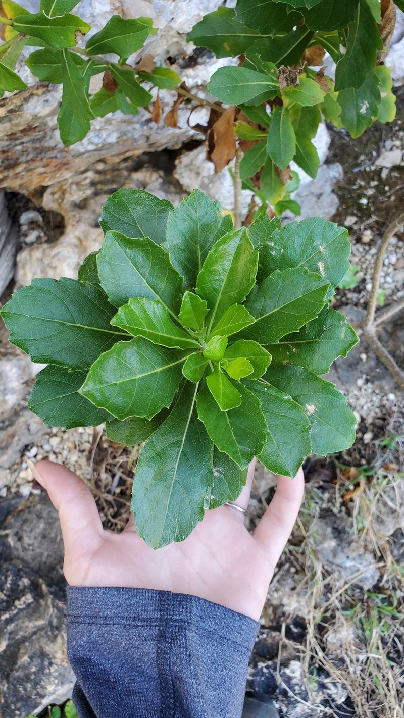 Verbesina caymanensis photo 8