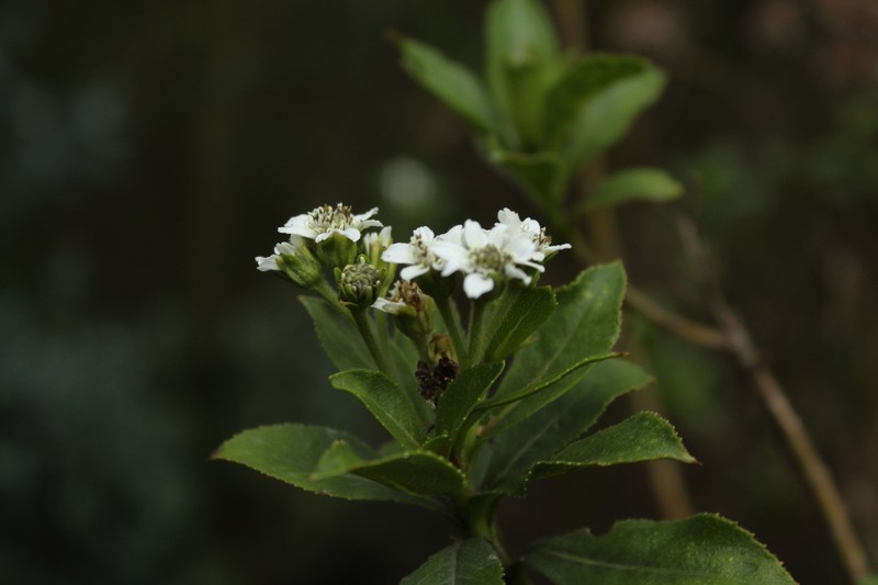 Verbesina centroboyacana photo 5